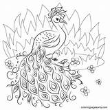 Pavo Colorear Peacocks sketch template