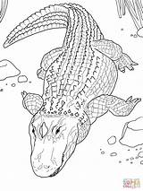 Alligator Coloring Pages Printable American Crocodile Drawing Baby Florida Sheets Template Line Aligator Colouring Common Alligators Kids Gators Animal Books sketch template