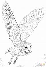 Owl Coloring Barn Pages Draw Flying Flight Drawing Realistic Owls Tutorials Drawings Printable Great Prey Adults Bird Template Sketch Pencil sketch template