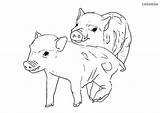 Coloring Pig Piglets Pair Pages Printable Pigs Piglet sketch template