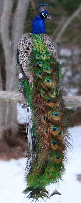 935 Best Images About Beautiful Peacocks On Pinterest