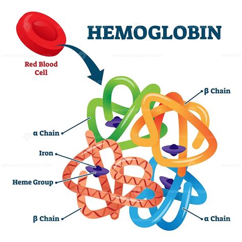 hemoglobin  red blood cells  oxygen transport metalloprotein scheme