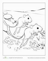 Rat Kangaroo Desert Animals Coloring Pages Choose Board sketch template