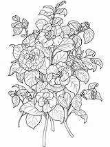 Camellia Coloring Designlooter Flower Pages sketch template