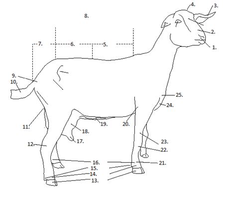 goat anatomy diagram quizlet