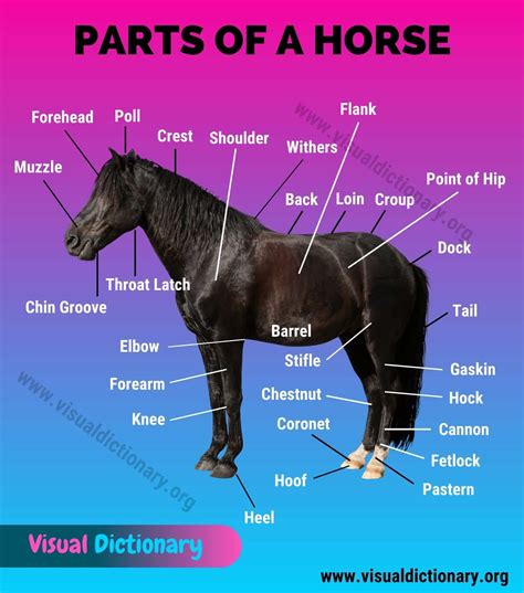 horse anatomy helpful list   external parts   horse visual dictionary