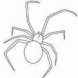 Spider Redback Designlooter sketch template