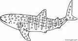 Whale Shark Coloring Pages Easy Printable Vector Fish Cute Print Whales sketch template