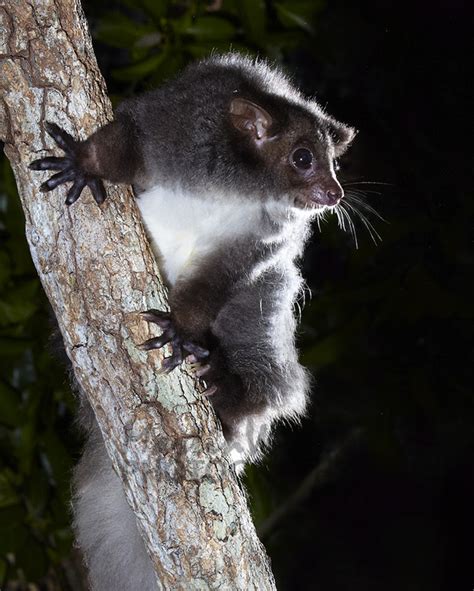 buy greater glider image  print canvas  martin willis