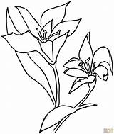 Coloring Lily Lilium Flower Pages Drawing Easter Calla Valley Getdrawings Main Color Line Drawings Kids sketch template