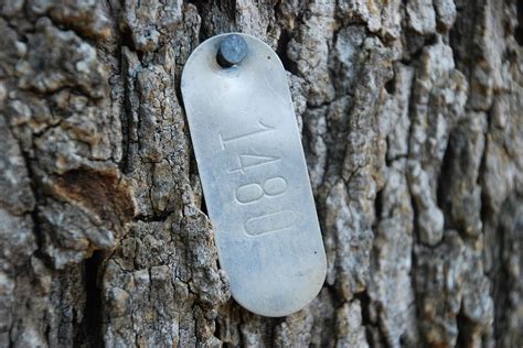 tree identification tags identification tags      laminated poster  bright