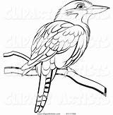 Kookaburra Perera Lal Perched Bird Tikiri Clipart Vector Copyright sketch template