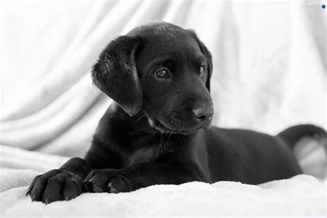 puppy black dogs wallpapers