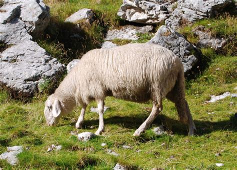slovenske ovce  volna slovenian sheep  wool wovember