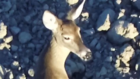 drone footage  deer youtube