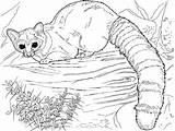Lemur Tailed Raccoon Ringtail Kleurplaat Coloriage Ringstaartmaki Imprimer sketch template