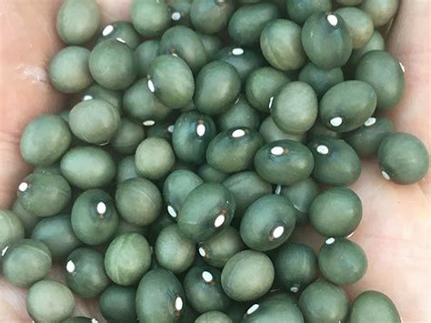 fort portal jade bean   bean varieties beans heirloom seeds