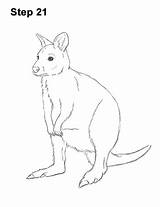 Wallaby Draw Step sketch template