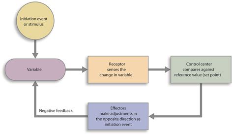 feedback loops anatomy physiology