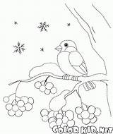 Coloring Colorkid Winter sketch template