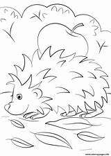 Coloring Hedgehog Pages Apple Fall Printable Drawing sketch template