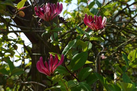 images blossom summer bush botany flora shrub passion magnolia purple flower