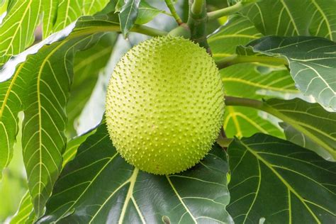 common breadfruit varieties  types  breadfruit tree