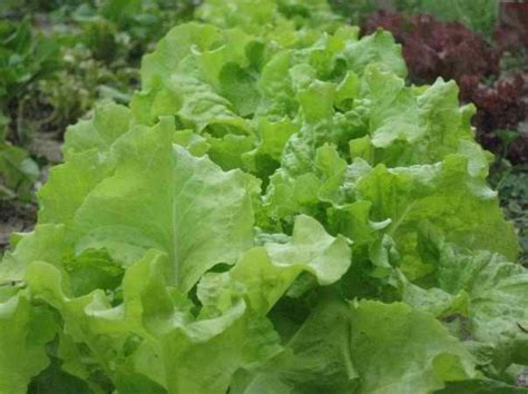 seeded earth lettuce eat