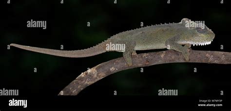 natal midlands dwarf chameleon  res stock photography  images alamy