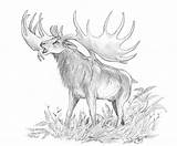 Elk Irish Megaloceros Prehistoric Extinct Deviantart Giganteus Animals Serge Drawings Ice Age sketch template