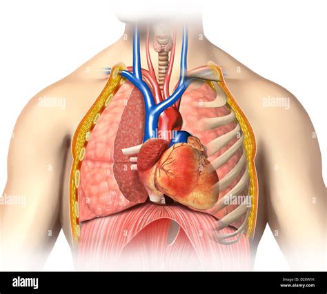 menschen anatomie brustkorb cutaway mit herzen mit wichtigsten adern