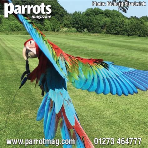 parrot  flight adventure