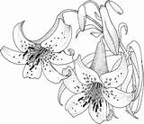 Printable Printables Flowers Coloring Lilies sketch template