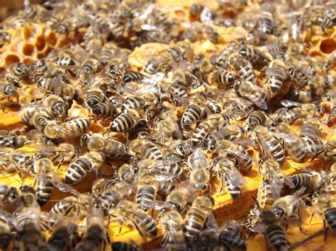 Remove Honey Bee Colonies Pest Control Northwest