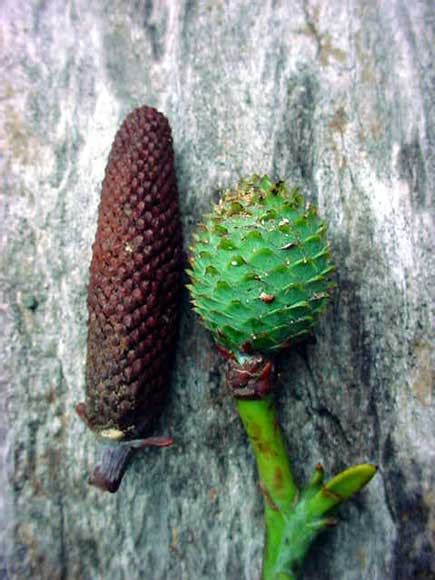Male And Female Kauri Cones Conifers Te Ara