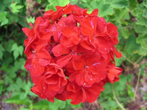 fileunidentified red flowersjpg wikimedia commons