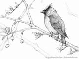 Waxwing Coloring sketch template