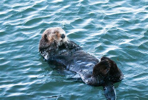 California Sea Otter In Morro Bay On The Central