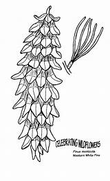 Pine Trees Cliparts Coloring Tree Library Pages Clipart sketch template