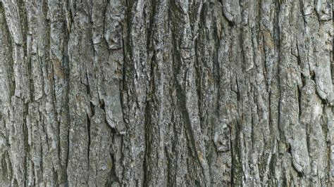 pbr tree bark   seamless texture  variations flippednormals