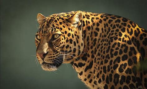 jaguar  strong wild cat dinoanimalscom