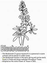 Texas Coloring Bluebonnet Symbols Divyajanani sketch template