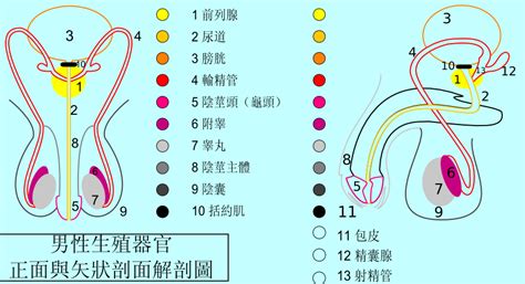 File Male Reproductive System Zh Tw Png Wikimedia Commons