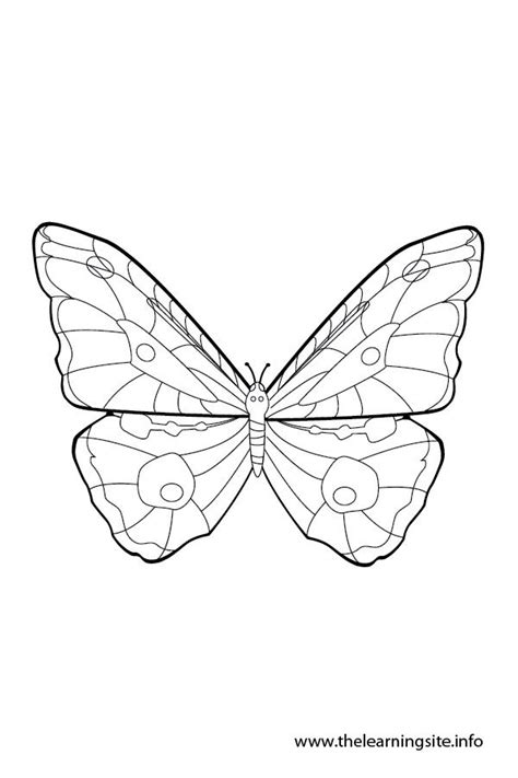 coloring pages butterfly wings butterfly