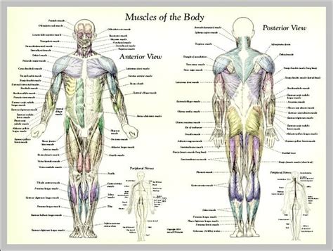 anatomy system human body anatomy diagram  chart images human body anatomy diagrams page