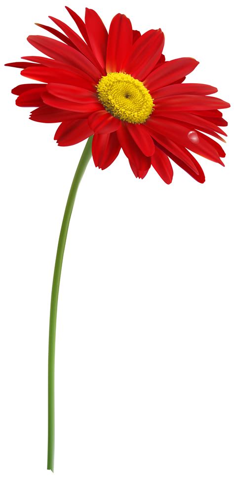 red gerber  stem png clipart image flowers flower images single