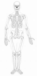 Skeletal Bone Unlabeled Esqueleto Tulang Manusia Clipart Anatomi Osteoporosis Medications Appendicular Esqueletico Estructuras Scheletro Dialetto Labels Kerangka Koibana Femur Anatomia sketch template