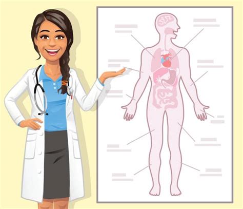 Physiology Illustrations Royalty Free Vector Graphics And Clip Art Istock