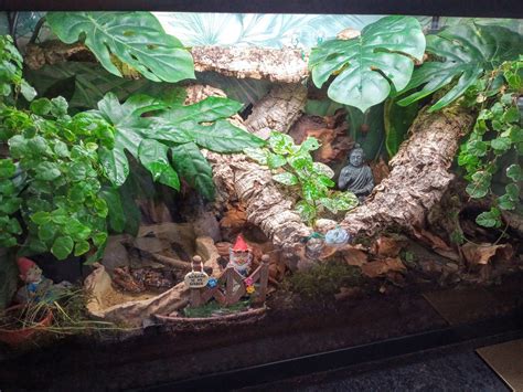 setup  tree frog habitat step  step guide acuario pets