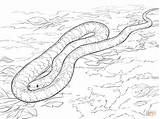 Schlangen Malvorlagen Schlange Serpent Python Tigre Snakes Serpente Coloriage Anaconda Serpenti Ausdrucken Realistische Diamant Serpents Gratis Stampare sketch template
